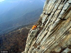 悬崖相关资料,揭秘自然奇观与极限挑战的交融之地
